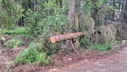 Metsänäkymä, jossa etualalla kaatunut kuusi.
