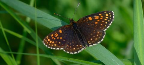 Lähikuva tummaverkkoperhosesta.