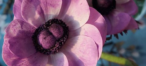 Kaksi violetin väristä kukkaa.