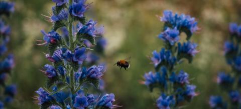Lähikuva sinisistä kukista ja kimalaisesta.