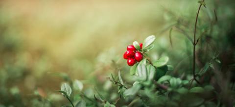 lingonberry on a sunset