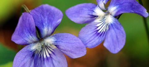 Metsäorvokki läheltä kuvattuna.