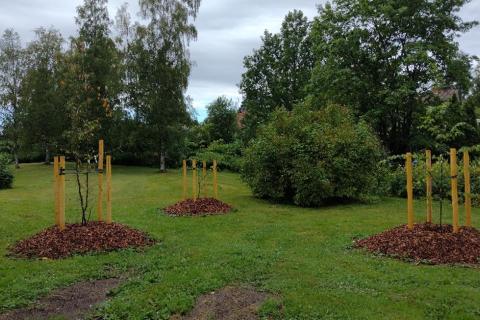 Puulajikokeen valkopyökki-istutuksia.  