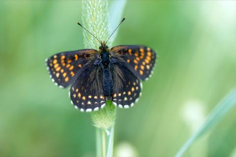 Tummaverkkoperhonen kasvissa.