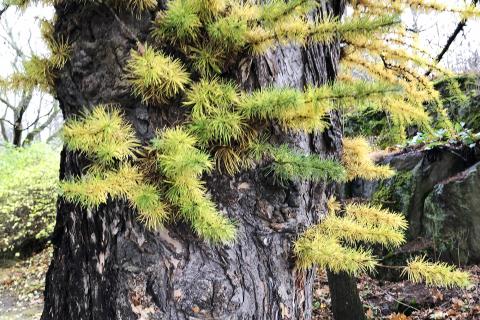 Syksyisen japaninlehtikuusen oksat ovat vihreitä ja keltaisia.