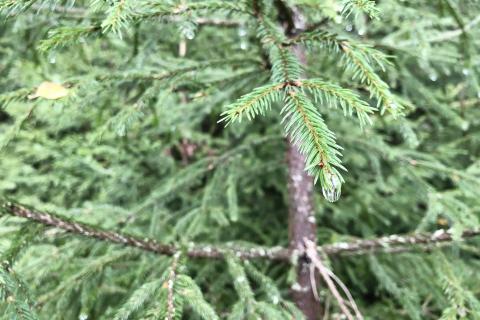 Vihreä kuusi, jonka oksan kärjestä roikkuu vesipisara.