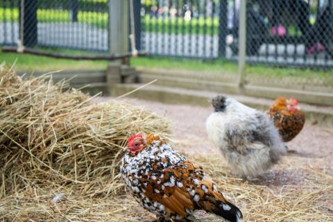 Mille fleur -kana ja silkkikana.