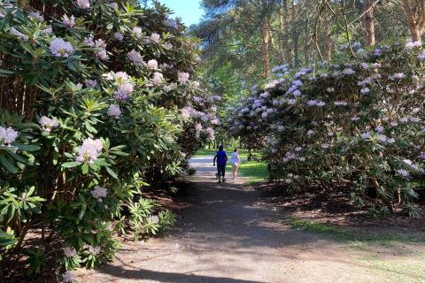 Kaksi kävelijää arboretumissa alppiruusujen keskellä.