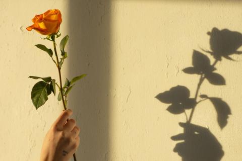 Oranssia ruusua pidetään seinää vasten ja siitä heijastuu varjo.