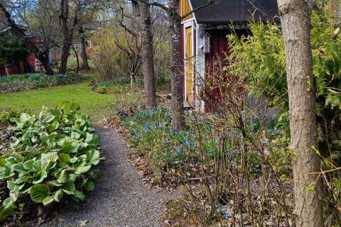 Kuva siirtolapuutarhalta.