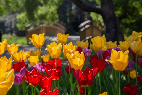 Värikkäitä tulppaaneja kukassa, taustalla puinen kaarisilta.
