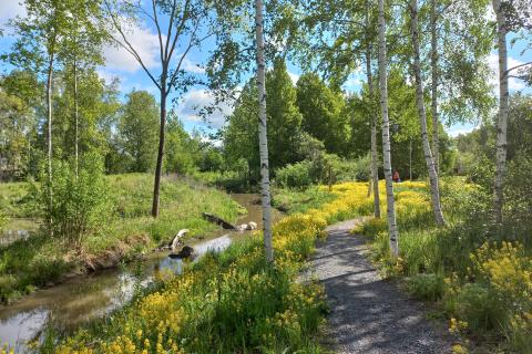 Vihioja, jonka ympäristössä on koivuja, keltaisia kukkia ja polku kauniina alkukesän päivänä.
