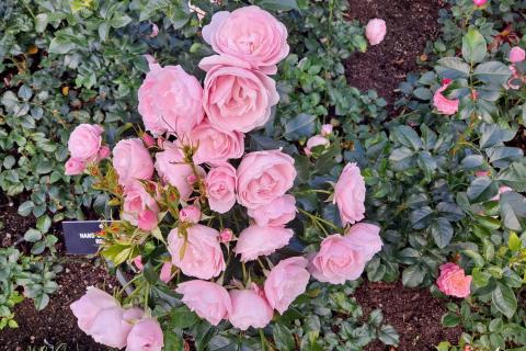 Hans Gönewein Rose.