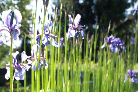 Violetit kuvat kasvavat hautakivien välissä.