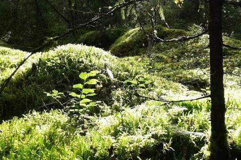 Vehreä sammalmättäinen metsä, jonka aurinko valaisee kauniisti.