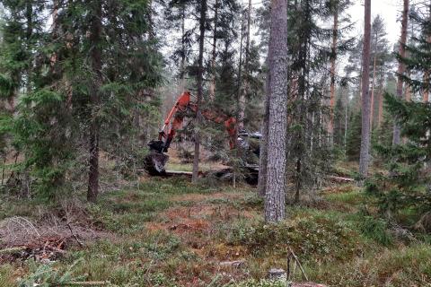 Kaivinkone työskentelee metsikköisellä Kaulamoisen suolla Kintulammilla lokakuussa.