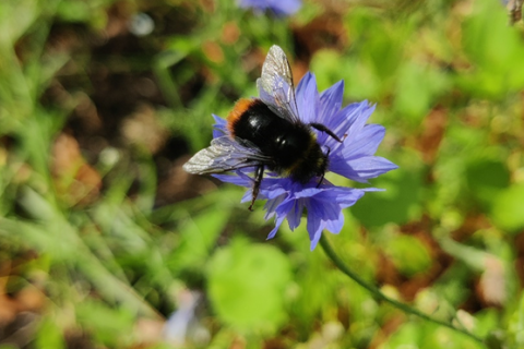 Kimalainen violetissa kukassa.
