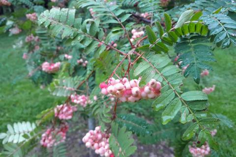 Arnoldinpihlajan oksia ja vaaleanpunaisia marjaterttuja.