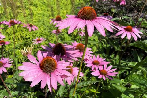 Kukkivia kaunopunahattuja Hatanpään arboretumissa.