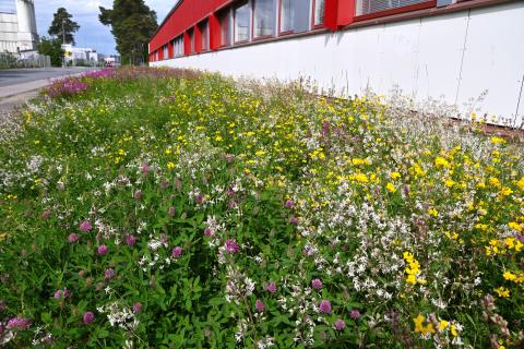 Liloja, valkoisia ja keltaisia niittykukkia punavalkoisen rakennuksen edessä.