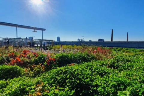 Vehreä puutarha pilvettömänä kesäpäivänä.