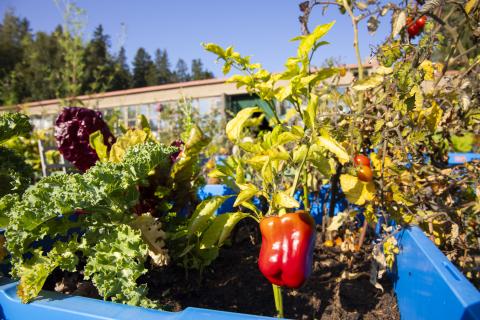 Blokgardenin yhteisöviljelmällä viljellään ruokaa ulkona pihalla yhdessä.