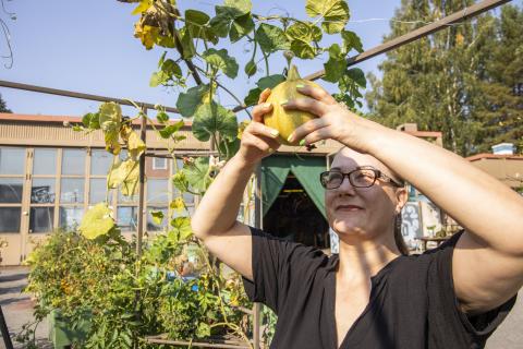 Woman admiring a pumpkin at Blokgarden community garden.