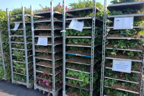 Perennamattoja rullakoissa.