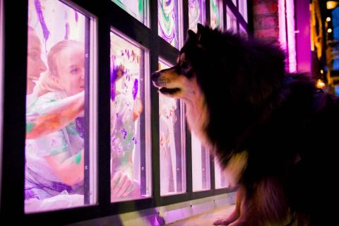 Koira katsoo kadulta ruutuikkunan takana olevia esiintyjiä. 
