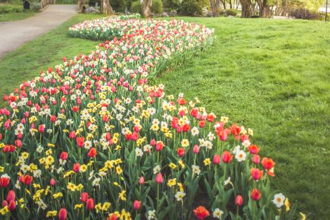 Hatanpään Arboretumin kukkia kuvattuna kesällä.