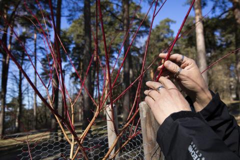 Kädet tunnustelevat puuntaimen oksia. Taustalla kasvaa vanhempia puita.
