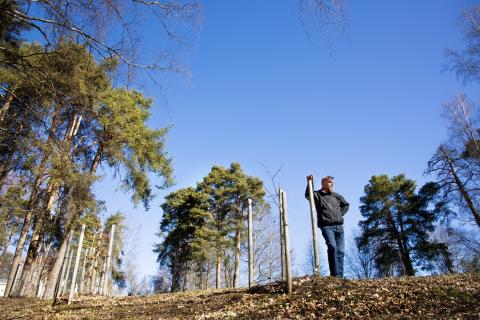 Henkilö nojaa puuntaimien ympärillä olevaan tukeen. Ympärillä on vanhempia puita.