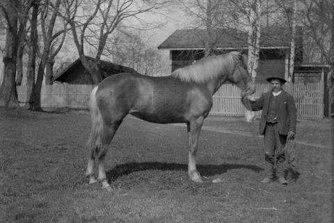 Haiharan pehtoori ja hevonen Pakarin edustalla.