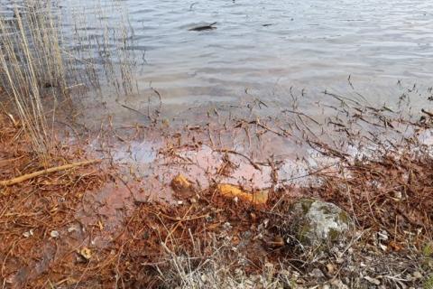 Rautapitoista vettä rannalla.