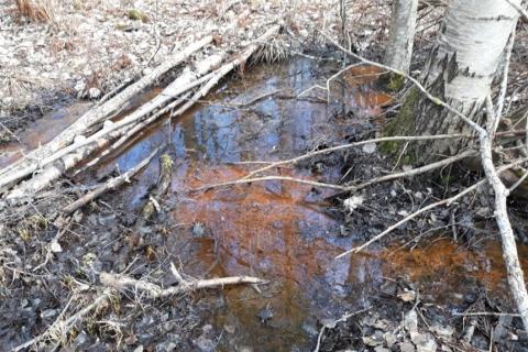 Rautapitoista vettä metsikössä.