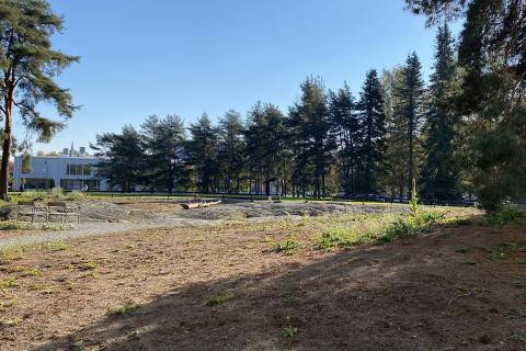 Liisanpuiston keto ja sen kukkia kuvattuna syksyllä.