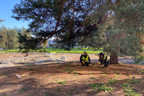 Liisanpuiston kedolla kaksi työntekijää valmistelee ketoa talkoita varten.