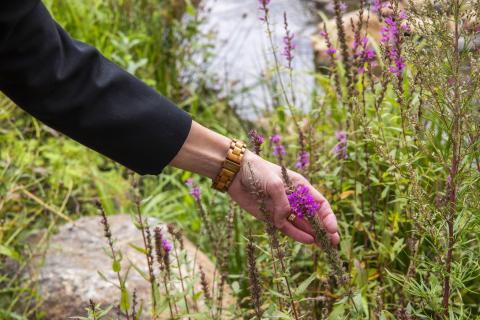 Vaaleanpunainen kasvi, jota asiantuntija nostaa kädellään.