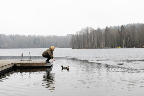 Henkilö seisoo laiturin päässä ja houkuttelee vedessä uivia sorsia luokseen.