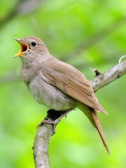 Satakieli istuu oksalla ja laulaa.